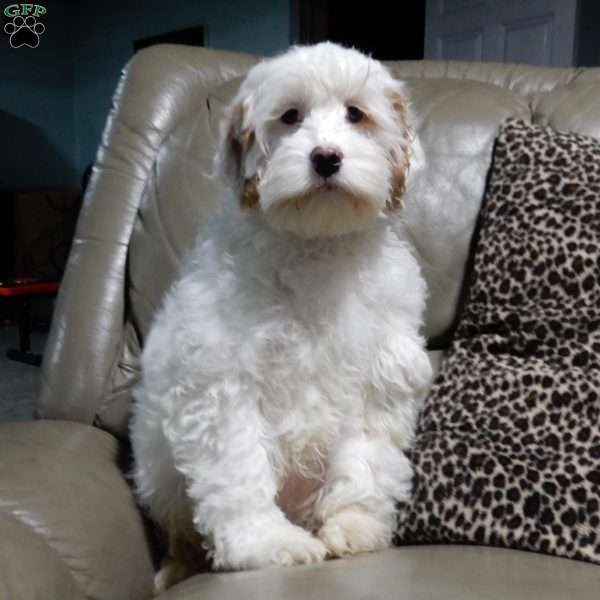 Teddy, Cockapoo Puppy